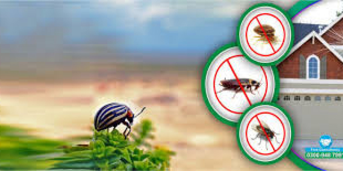 Reliable Termite Control Services in Lahore Ensuring Complete Property Protection Always