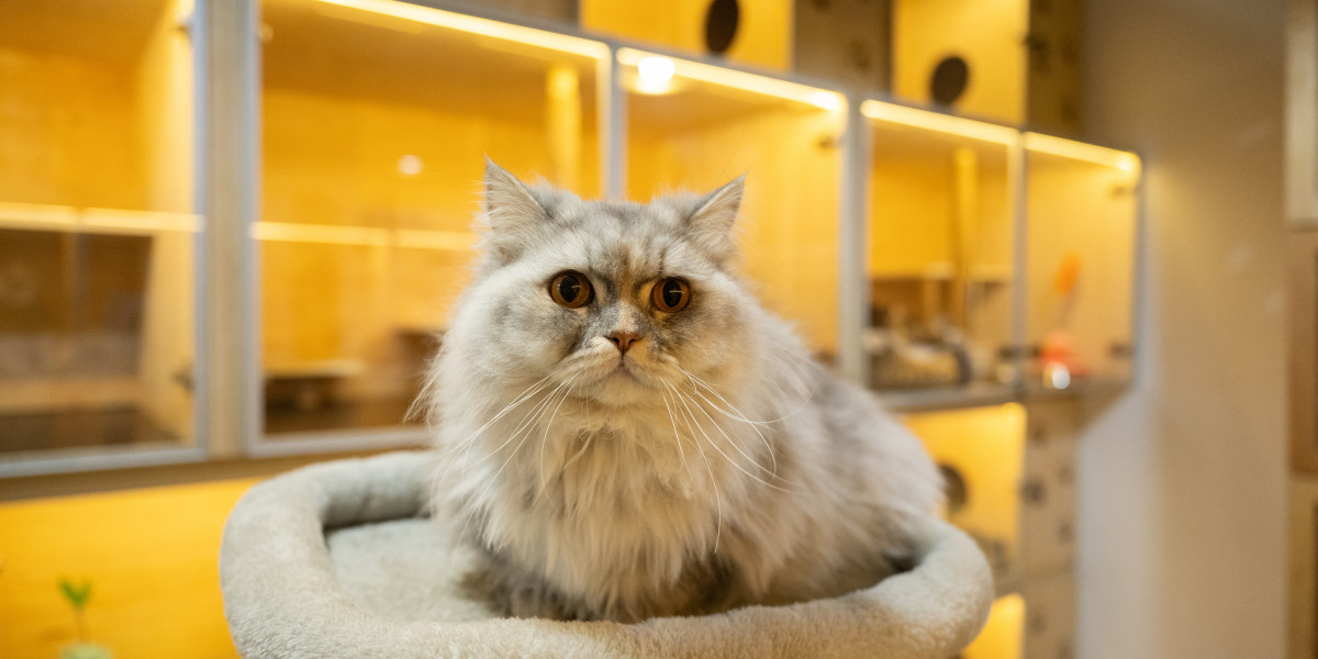 Cat Daycare Dubai: Why a Professional Pet Daycare Makes a Difference