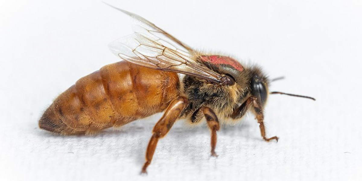 Queen Bees for Sale – Buy a Queen Bee for Strong Hives